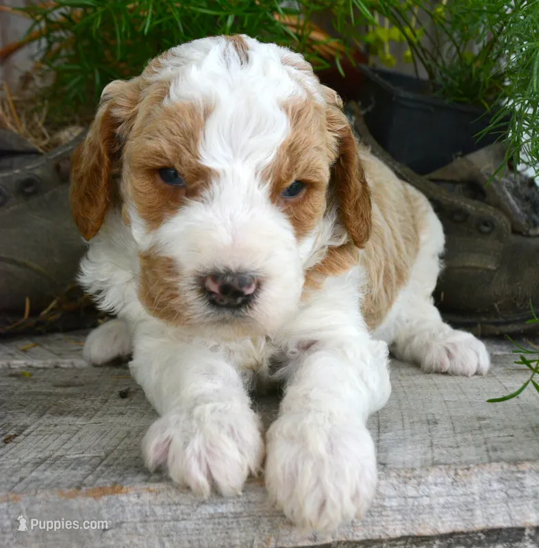 Doug micro GD ML 4 – Miniature Goldendoodle puppy for sale in Kendallville, IN