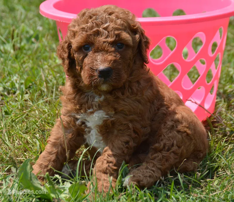 Duffy MGD F4 – Miniature Goldendoodle puppy for sale in Kendallville, IN