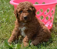 Duffy MGD F4, a male Miniature Goldendoodle for sale in Kendallville, IN – 1 of 3