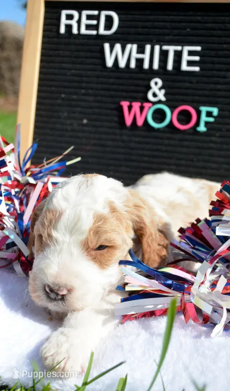 Doug micro GD ML 4 – Miniature Goldendoodle puppy for sale in Kendallville, IN