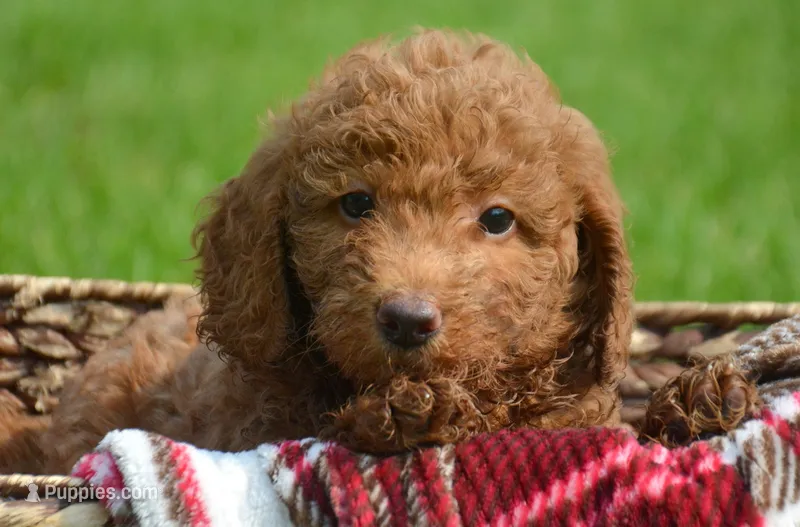 Duncan Micro GD M1 – Miniature Goldendoodle puppy for sale in Kendallville, IN