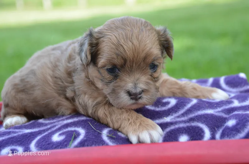 Sheila Shihpoo F2 – Shihpoo puppy for sale in Kendallville, IN