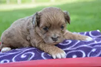 Sheila Shihpoo F2, a male Shihpoo for sale in Kendallville, IN – 4 of 5