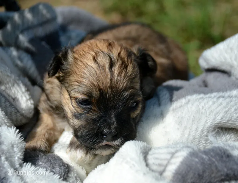 Shelly Shihpoo f3 – Shihpoo puppy for sale in Kendallville, IN
