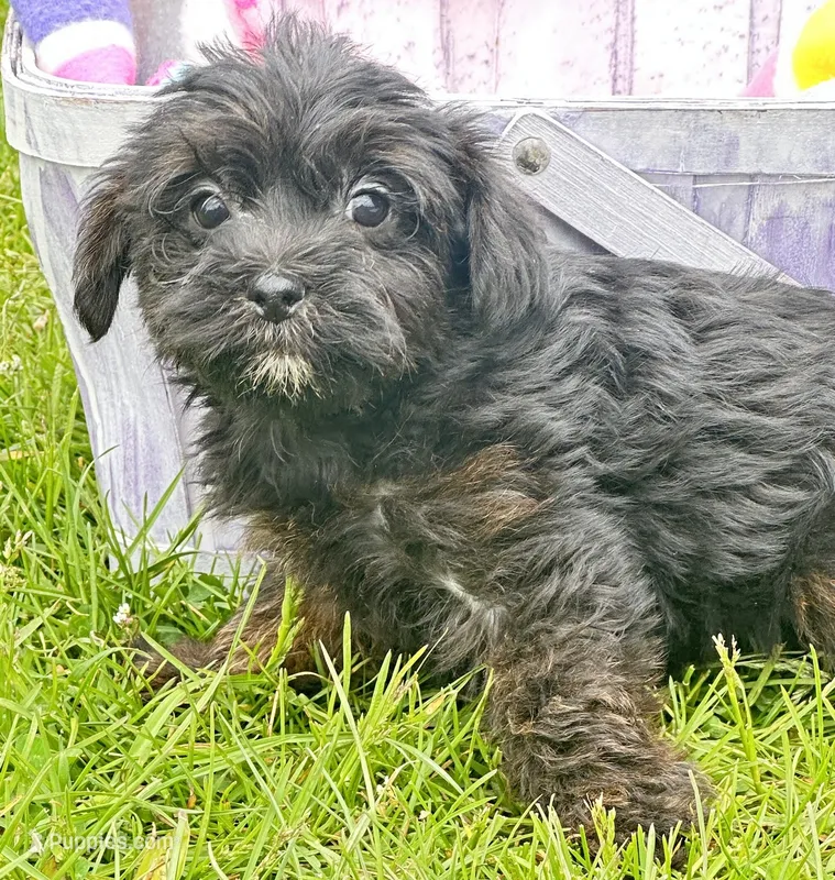 Pepper Yorkiepoo M3 – Yorkipoo puppy for sale in Kendallville, IN