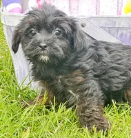Pepper Yorkiepoo M3, a male Yorkipoo for sale in Kendallville, IN – 1 of 6