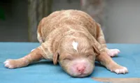 Dolly MGD FM 5, a female Miniature Goldendoodle for sale in Kendallville, IN – 2 of 3