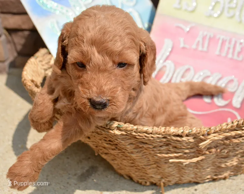 Deedee Micro GD F8 – Miniature Goldendoodle puppy for sale in Kendallville, IN