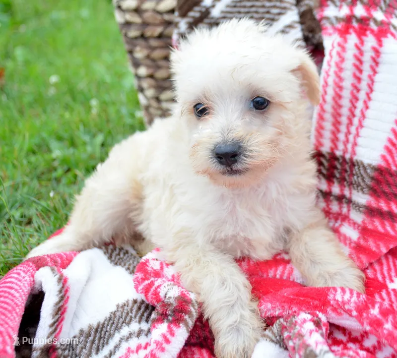 Sally Mini Schnoodle F3 – Schnoodle puppy for sale in Kendallville, IN