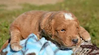 Doug MGD ML2, a male Miniature Goldendoodle for sale in Kendallville, IN – 2 of 2