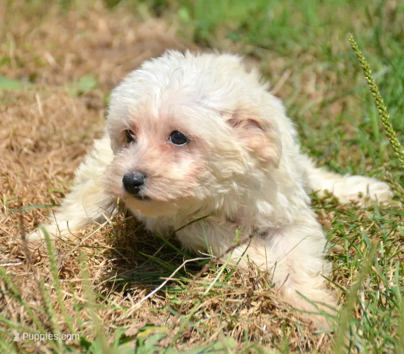 Sally Mini Schnoodle F3 – Schnoodle puppy for sale in Kendallville, IN