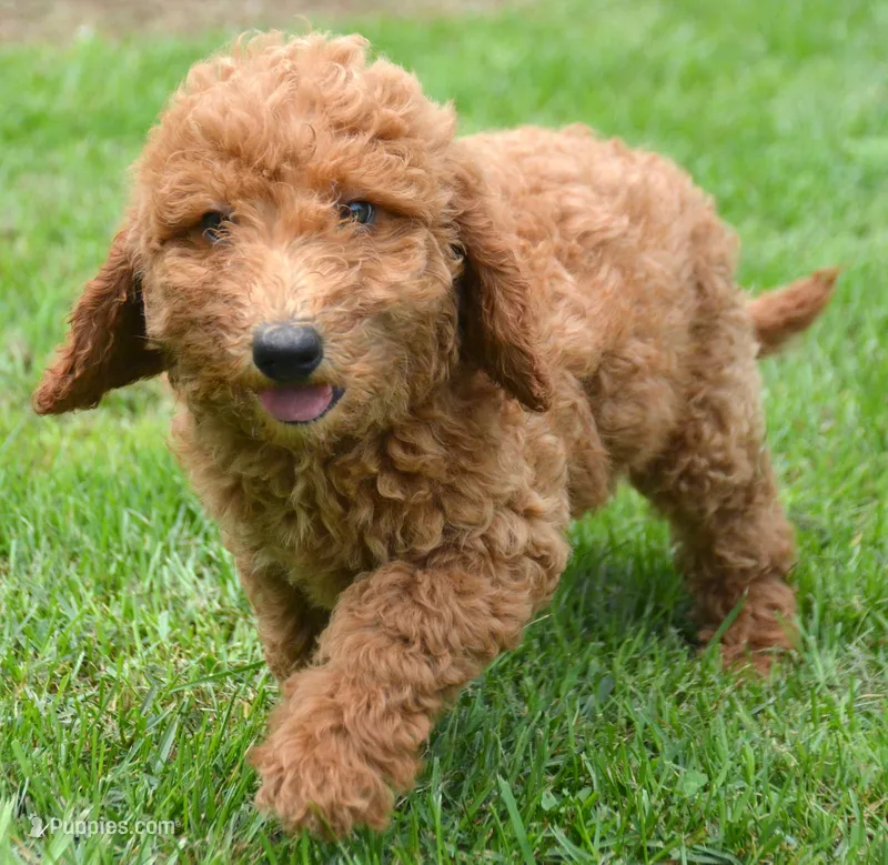 Dani Micro GD F5 – Miniature Goldendoodle puppy for sale in Kendallville, IN