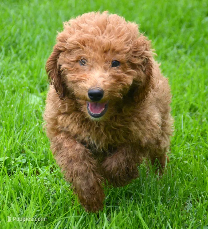 Daisy Micro GD F4 – Miniature Goldendoodle puppy for sale in Kendallville, IN