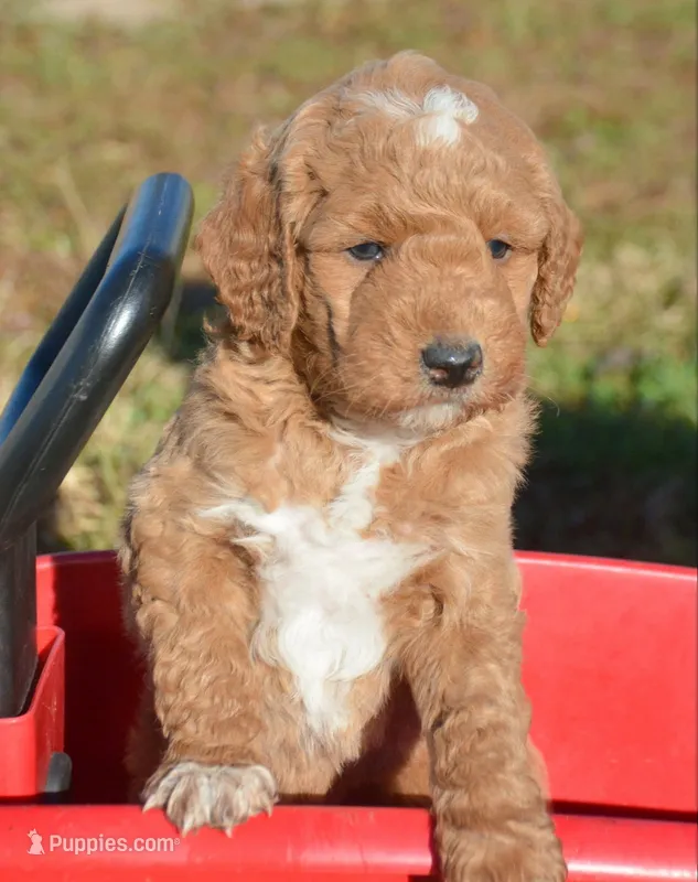 Doug MGD ML2 – Miniature Goldendoodle puppy for sale in Kendallville, IN