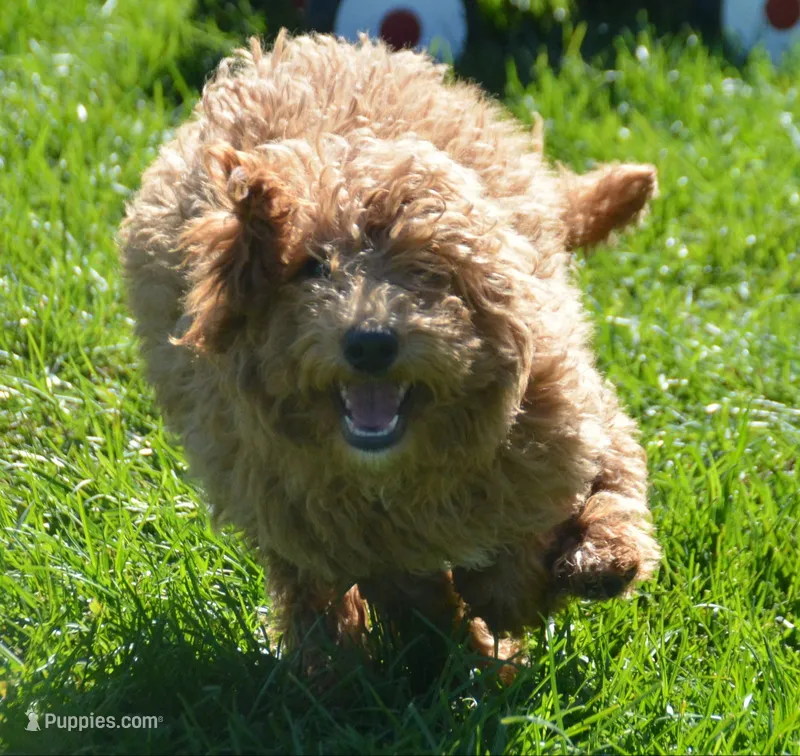 Dani Micro GD F5 – Miniature Goldendoodle puppy for sale in Kendallville, IN