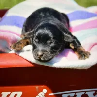 Paisley Yorkiepoo FM1, a female Yorkipoo for sale in Kendallville, IN – 1 of 1