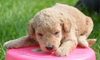 Deedee Micro GD F8, a female Miniature Goldendoodle for sale in Kendallville, IN – 6 of 7