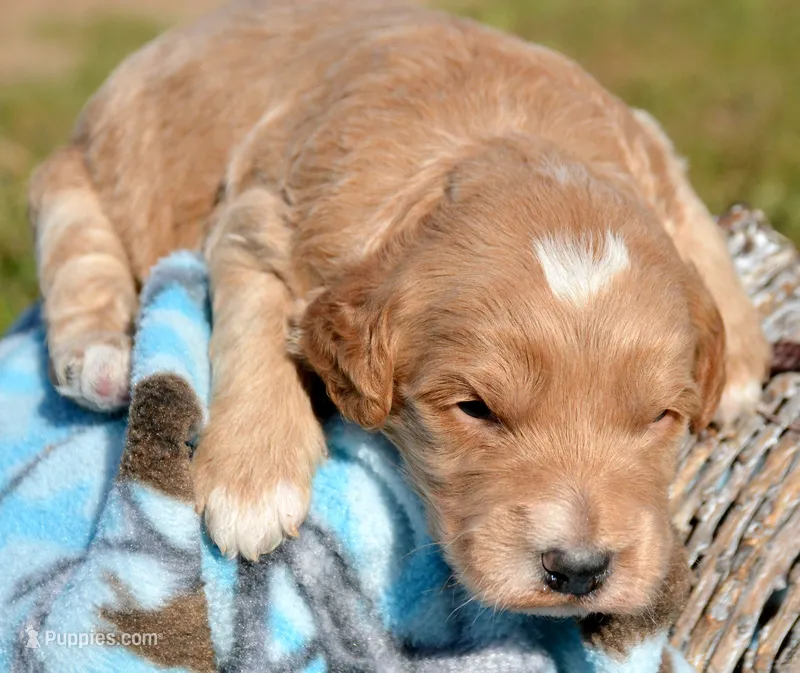Denny Micro GD ML3 – Miniature Goldendoodle puppy for sale in Kendallville, IN