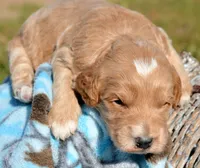 Denny Micro GD ML3, a male Miniature Goldendoodle for sale in Kendallville, IN – 1 of 2