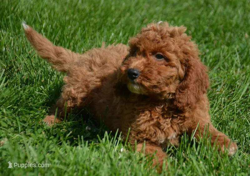 Dora Micro GD F7 – Miniature Goldendoodle puppy for sale in Kendallville, IN