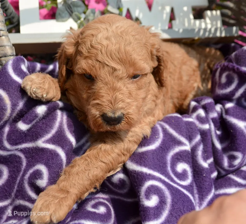 Dani Micro GD F5 – Miniature Goldendoodle puppy for sale in Kendallville, IN