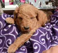 Dani Micro GD F5, a female Miniature Goldendoodle for sale in Kendallville, IN – 5 of 7