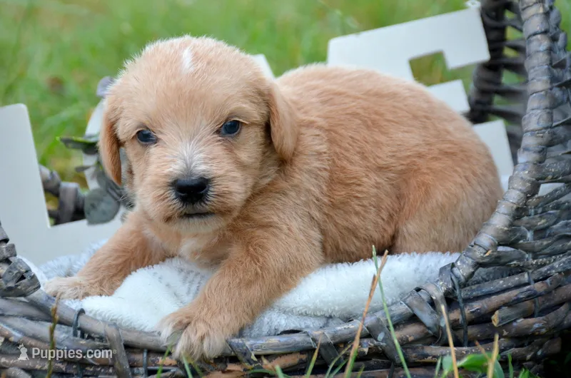 Sonny Mini Schnoodle M1 – Schnoodle puppy for sale in Kendallville, IN