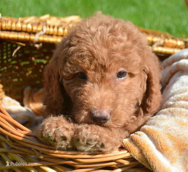 Duncan Micro GD M1 – Miniature Goldendoodle puppy for sale in Kendallville, IN