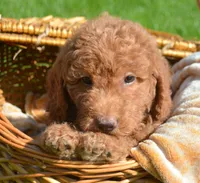 Duncan Micro GD M1, a male Miniature Goldendoodle for sale in Kendallville, IN – 2 of 7