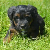 Patrick Yorkiepoo m1, a male Yorkipoo for sale in Kendallville, IN – 2 of 6
