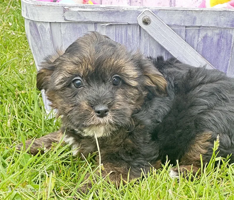 Percy Yorkiepoo M2 – Yorkipoo puppy for sale in Kendallville, IN