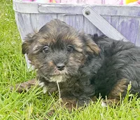 Percy Yorkiepoo M2, a male Yorkipoo for sale in Kendallville, IN – 1 of 6
