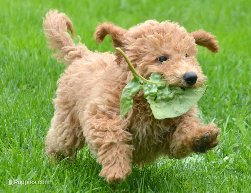 Dotty Micro GD F2 – Miniature Goldendoodle puppy for sale in Kendallville, IN
