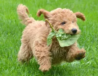 Dotty Micro GD F2, a female Miniature Goldendoodle for sale in Kendallville, IN – 2 of 9