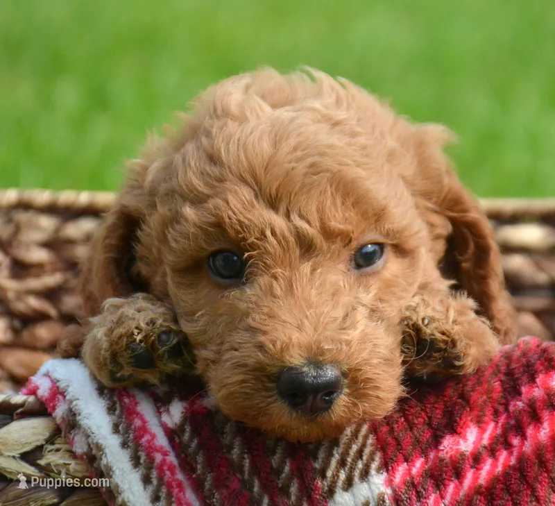 Dani Micro GD F5 – Miniature Goldendoodle puppy for sale in Kendallville, IN