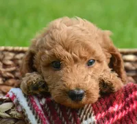 Dani Micro GD F5, a female Miniature Goldendoodle for sale in Kendallville, IN – 3 of 7