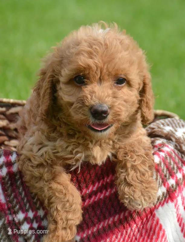 Daisy Micro GD F4 – Miniature Goldendoodle puppy for sale in Kendallville, IN