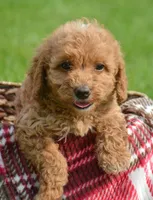 Daisy Micro GD F4, a female Miniature Goldendoodle for sale in Kendallville, IN – 3 of 7