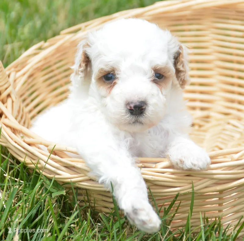 Denny Micro GD ML2 – Miniature Goldendoodle puppy for sale in Kendallville, IN