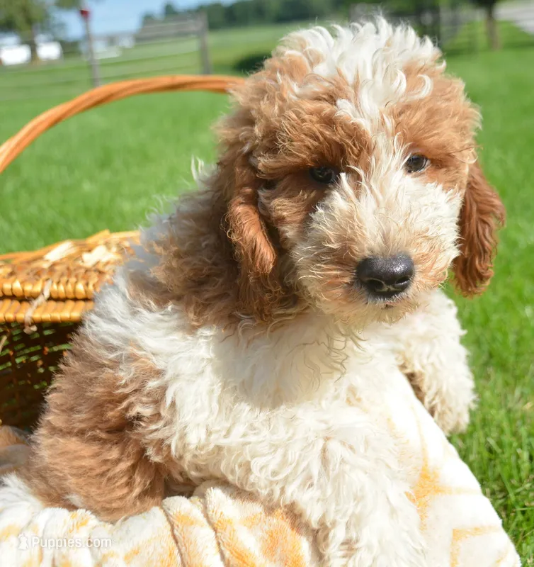 Dodger Micro GD ML 3 – Miniature Goldendoodle puppy for sale in Kendallville, IN