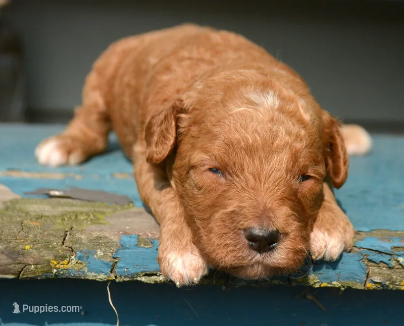 Daisy Micro GD F4 – Miniature Goldendoodle puppy for sale in Kendallville, IN