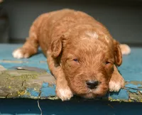 Daisy Micro GD F4, a female Miniature Goldendoodle for sale in Kendallville, IN – 1 of 1
