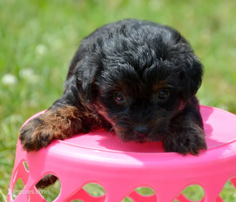 Paisley Yorkiepoo FM1 – Yorkipoo puppy for sale in Kendallville, IN