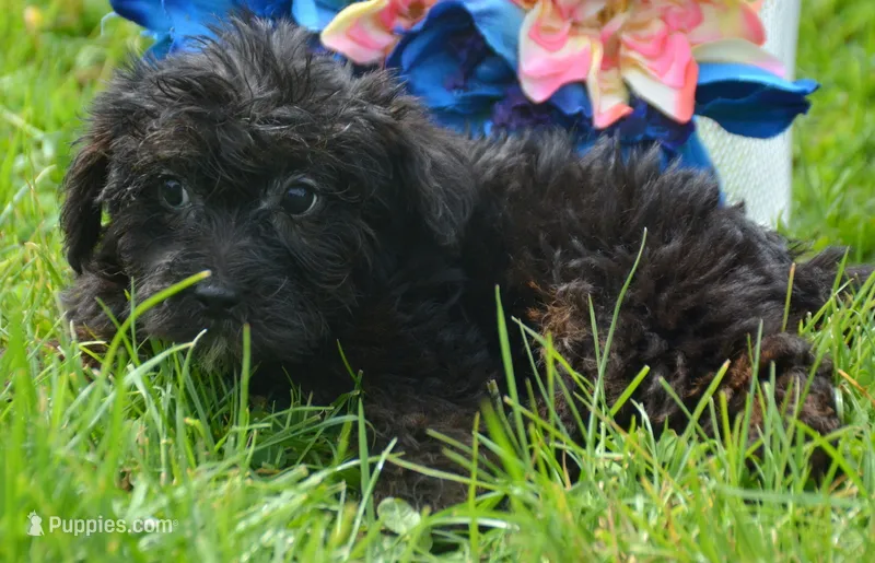 Pepper Yorkiepoo M3 – Yorkipoo puppy for sale in Kendallville, IN