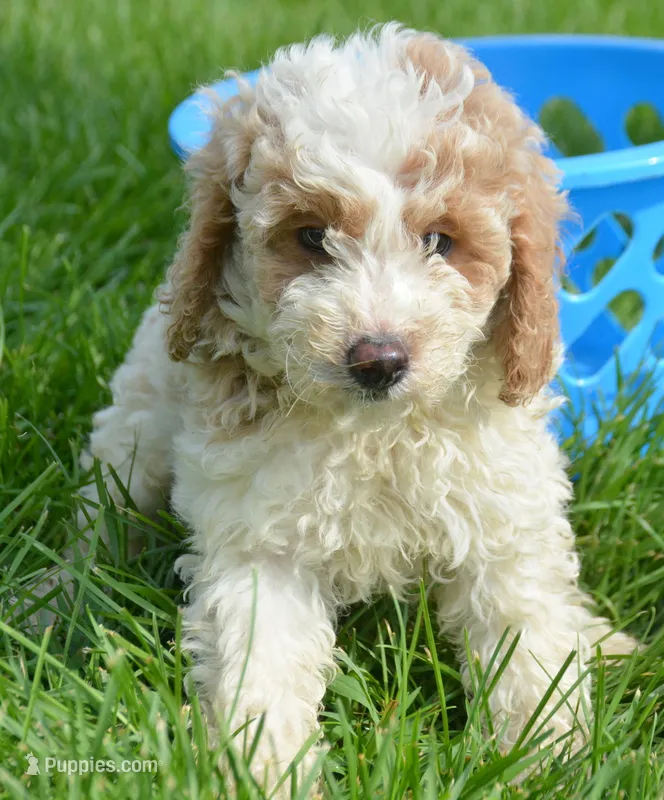 Danny Micro GD M 2 – Miniature Goldendoodle puppy for sale in Kendallville, IN