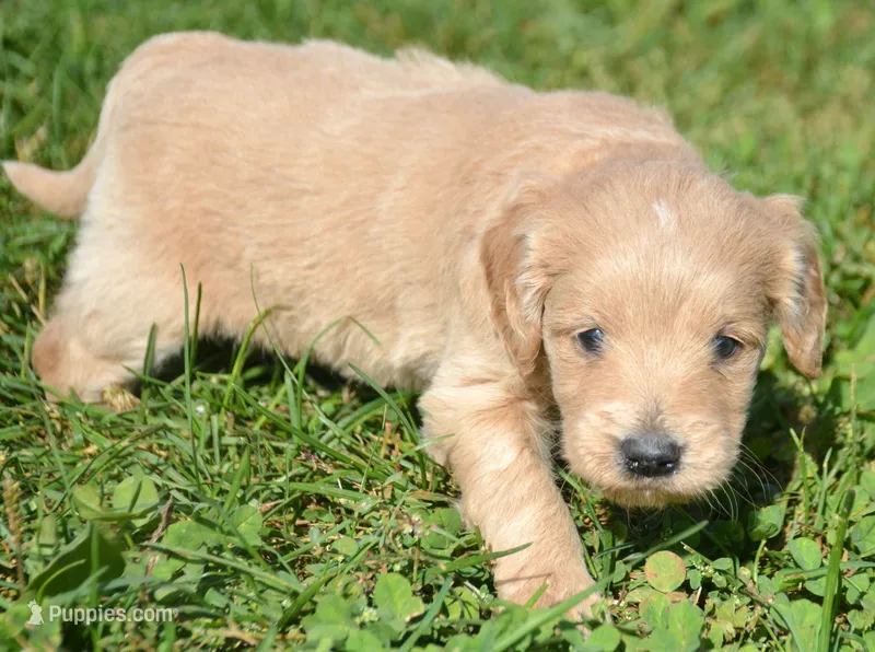 Dolly Micro GD FM 5 – Miniature Goldendoodle puppy for sale in Kendallville, IN