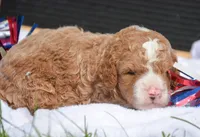 Dusty MGD M2, a male Miniature Goldendoodle for sale in Kendallville, IN – 2 of 3