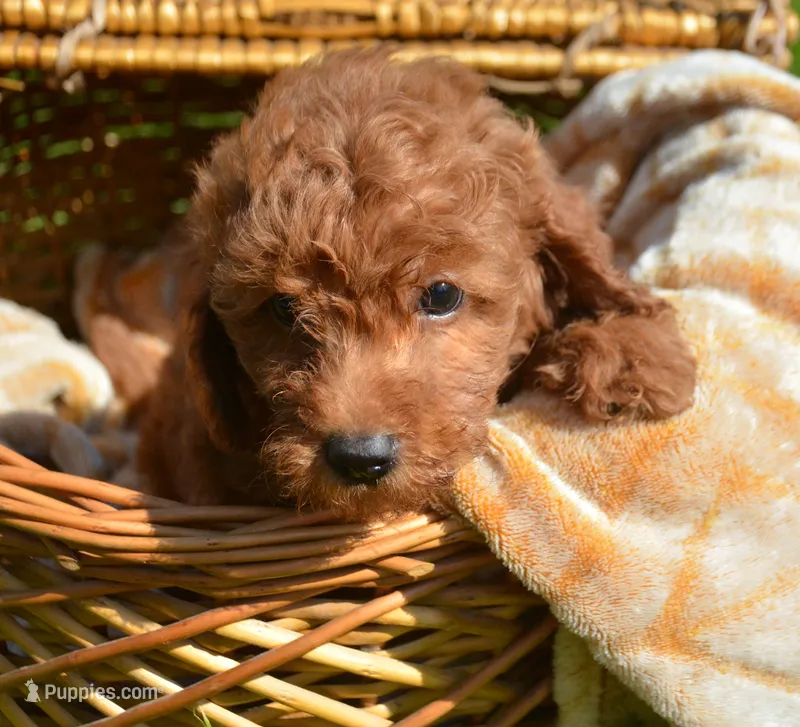 Deedee Micro GD F8 – Miniature Goldendoodle puppy for sale in Kendallville, IN