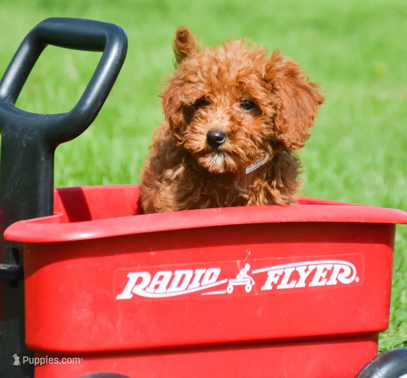 Dana Micr GD F6 – Miniature Goldendoodle puppy for sale in Kendallville, IN