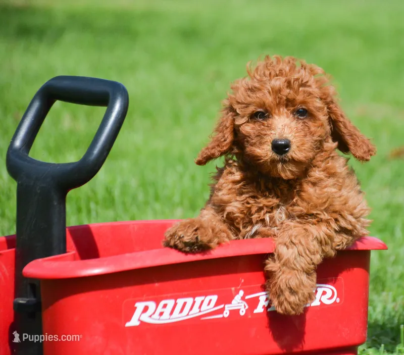 Deedee Micro GD F8 – Miniature Goldendoodle puppy for sale in Kendallville, IN